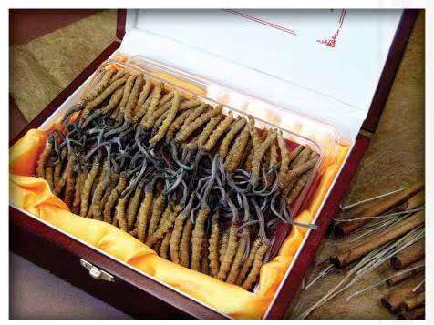 阆中冬虫夏草回收